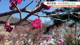 山梨県内 厳冬の風景と春の足音を感じさせるウメ | 山梨のニュース | UTYテレビ山梨