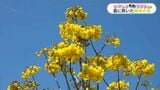 南米原産「イペー」花に魅了された夫の遺志継ぎ妻が育てる　霧島市【かごしま南北600キロ】|TBS NEWS DIG