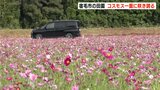「えい所やねぇ」11月中ごろまでが見ごろ 秋空の田園でコスモスが一面に咲き誇る | 高知のニュース・天気|KUTV NEWS | KUTVテレビ高知