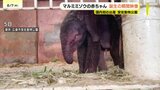 鼻や足で赤ちゃんをツンツン･･･マルミミゾウの赤ちゃん 生まれた瞬間の映像公開　体小さく母の乳に届かず　ゾウ用ミルク使用　あと数日で授乳できるか|TBS NEWS DIG