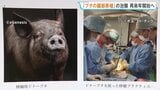 ブタの臓器を人の患者に移植する「異種移植」 2028年にも治験実施へ　国内初 重度の腎不全患者に|TBS NEWS DIG