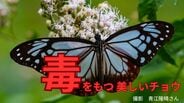 毒をもつ美しいチョウ「アサギマダラ」は「鬼滅の刃」のあのキャラクターそっくり? | 岡山・香川のニュース | 天気 | RSK山陽放送