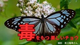 毒をもつ美しいチョウ「アサギマダラ」は「鬼滅の刃」のあのキャラクターそっくり?|TBS NEWS DIG