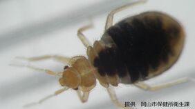 「トコジラミ」気づいた時にはすでに複数回刺されている！？「実はシラミの仲間ではない」被害を最小限にするには？|TBS NEWS DIG