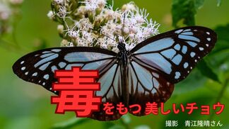 毒をもつ美しいチョウ「アサギマダラ」は「鬼滅の刃」のあのキャラクターそっくり? | 岡山・香川のニュース | 天気 | RSK山陽放送