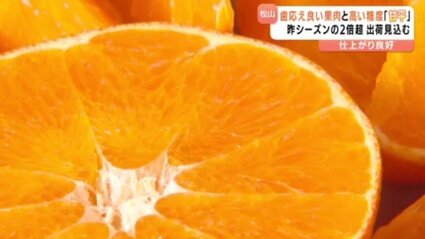 おまとめ割引　甘平8キロ　まどんな4キロ 甘みと酸味のバランスもちょうどいい」愛媛オリジナルのかんきつ「甘平