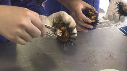 甘味が半端ない」 中学生が生ウニの殻むき体験 水槽からすくい上げその