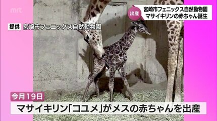 マサイキリンの赤ちゃんが誕生 今は大人の足ほどの背丈 宮崎市