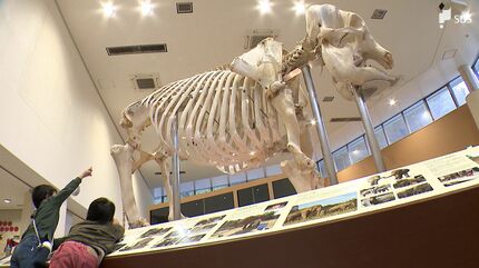 ゾウのシャンティにまた会える 日本平動物園「骨格標本」を展示 動物園
