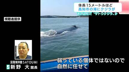 『クジラ乗り場はこちらです』 クジラ乗り場はこちらです』 海岸にクジラが打ち上げられる 体長約2.6