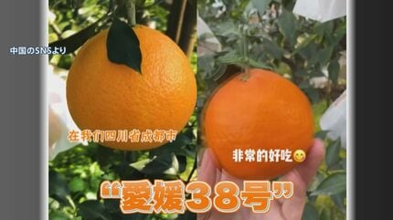 なぜ？「愛媛38号」みかんが中国で勝手に栽培 生産者怒りも