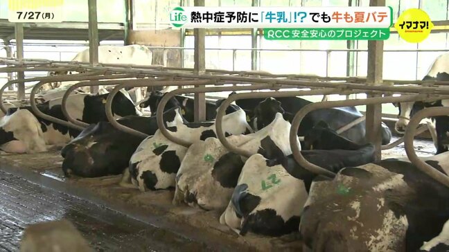 牛も夏バテで熱中症!?　水の飲み過ぎで「牛乳のおいしさ」低下のワケ　約8割減の酪農家の苦悩「価格転嫁が追いつかない」|TBS NEWS DIG