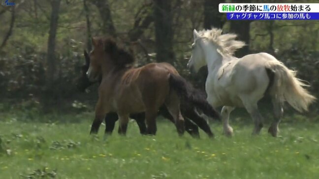 相の沢牧野で今シーズンの馬の放牧が始まる 「チャグチャグ馬コ」参加の馬も 岩手・滝沢市|TBS NEWS DIG