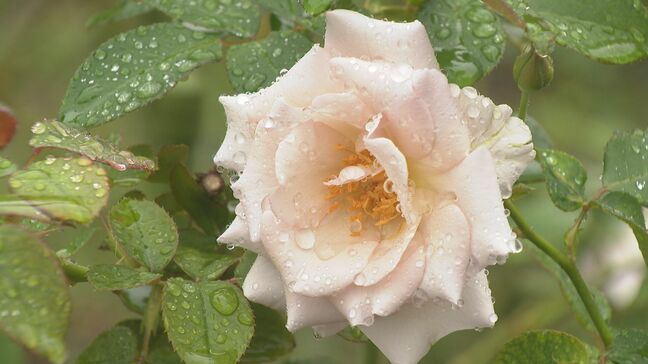 秋バラ凛と咲く  園内に170種1800本  二十四節気「寒露」も夏日予想　石川・金沢市 |TBS NEWS DIG