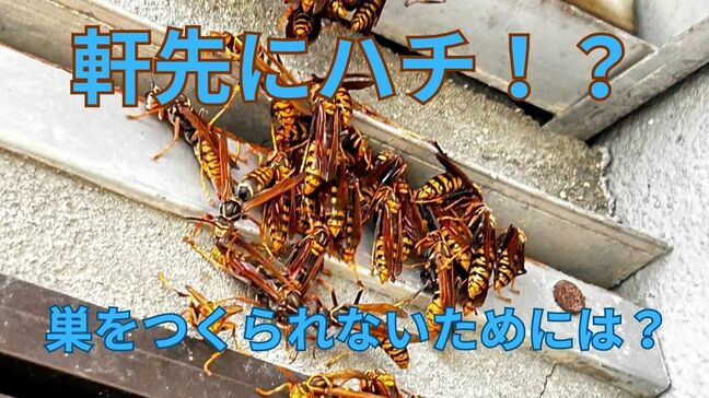「ハチが軒下に集まっている！？」害虫駆除の専門家が解説「帰宅難民バチをみかけたときの対処法」|TBS NEWS DIG