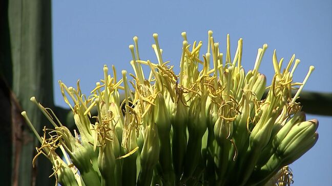 数十年に一度しか咲かないといわれる「リュウゼツラン」が半田山植物園で15年ぶりに開花【岡山】|TBS NEWS DIG