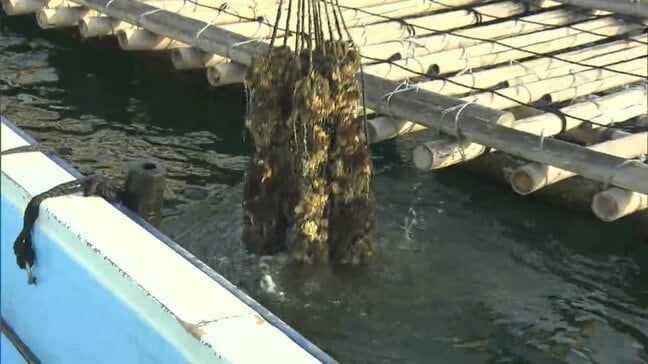 冬の味覚カキが大打撃「生きとるのがレアなくらい」 水揚げ始まった備前市の日生地区でも死滅被害 生産者は頭抱える【岡山】|TBS NEWS DIG