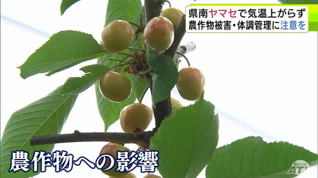 “やませ”の影響で気温上がらず　八戸市では最高気温が2日32℃→4日17.4℃　下北と三八上北には「低温注意報」　南部町で佐藤錦やジュノハートなど生産の果樹園の園主は不安募らせる「実割れとても心配」|TBS NEWS DIG