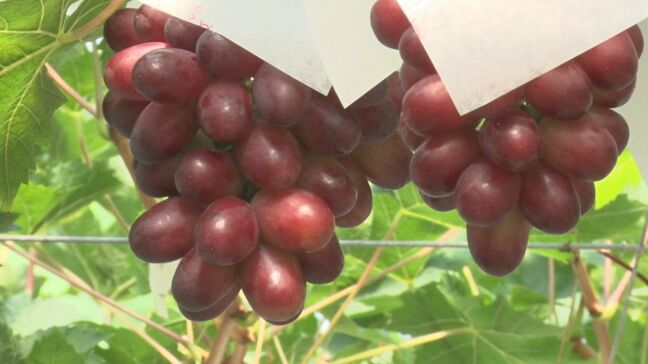 島根県オリジナルぶどう「神紅」出荷はじまる 糖度20度以上・種もなく芳醇な香り 「五感で楽しめるブドウ」|TBS NEWS DIG