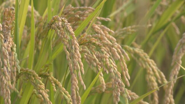 「いいもの作れば売れる市場は海外にある」5キロ1万円超で販売!伊那市で輸出用のコメ作りに挑む「コメ作りをどう未来に残していくか」 長野|TBS NEWS DIG