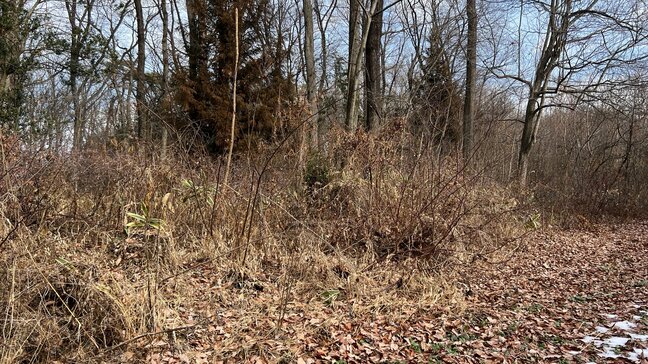 栃木県内で今朝だけでクマが2頭相次いで目撃される　警察が現場周辺警戒中|TBS NEWS DIG