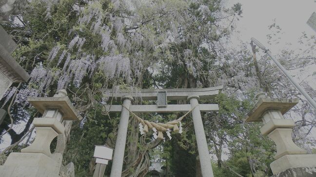 きれいに咲き誇るのは2年に一度ほど　樹齢250年超え　大フジが見頃　福島|TBS NEWS DIG