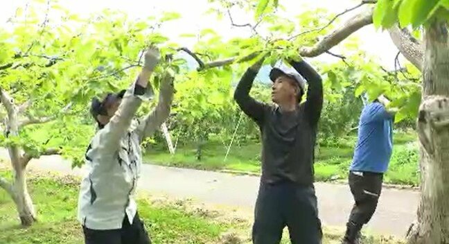 農業と福祉の現場つなぐ「農福連携」の取り組みを知って！人手不足に悩む農家と賃金アップ課題の障がい者の福祉事業所をつなぐ取り組み…長野・下條村で体験会「お試しノウフク」|TBS NEWS DIG