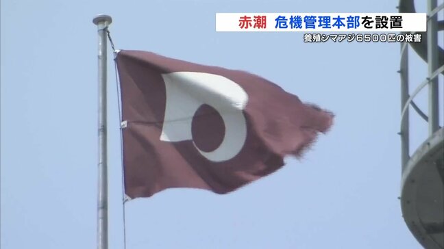 八代海で養殖シマアジが赤潮で死ぬ　熊本県が対策本部を設置|TBS NEWS DIG