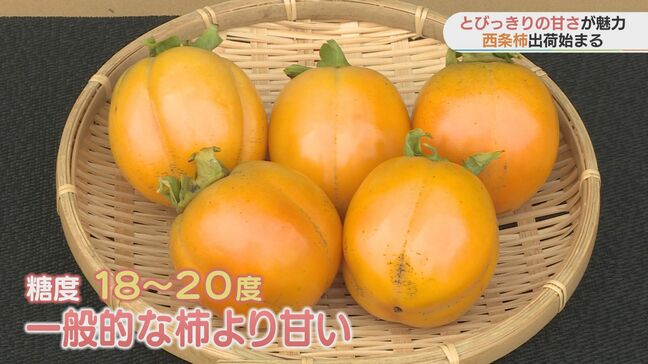 とびっきりの甘さが魅力　西条柿の出荷始まる　秋になって生育が進む|TBS NEWS DIG