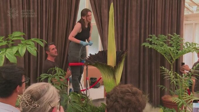 オーストラリア・シドニー　熱帯植物「死体花」が15年ぶりに開花|TBS NEWS DIG