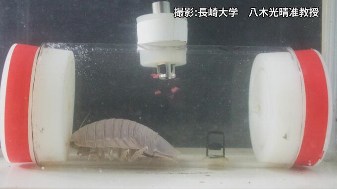「1度の食事で6年分のエネルギー獲得」深海生物オオグソクムシ　長崎大学・八木准教授らが解明|TBS NEWS DIG
