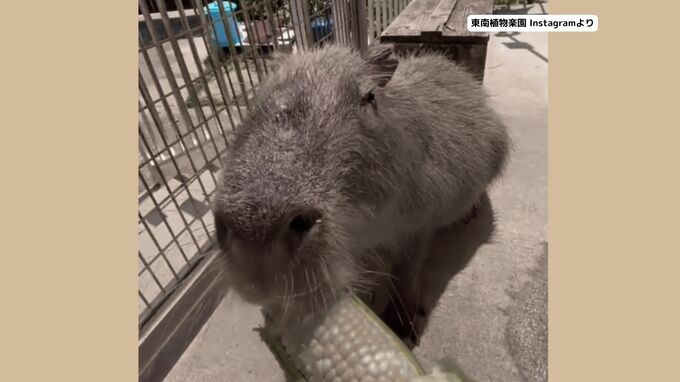 飼育中のカピバラ「ちょむすけ」が行方不明　園の外に逃げたか　「見かけても触れないで」警察が注意呼びかけ　東南植物楽園|TBS NEWS DIG