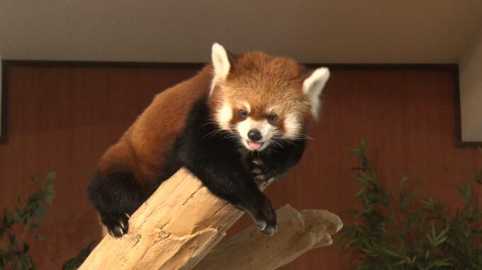 レッサーパンダ「さくら」にメロメロ　“誕プレ”のリンゴとサツマイモに舌をペロリ　名護・ネオパーク|TBS NEWS DIG