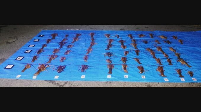 123匹のイセエビを密漁　派遣会社員の男2人に罰金の略式命令　鹿児島・指宿市|TBS NEWS DIG