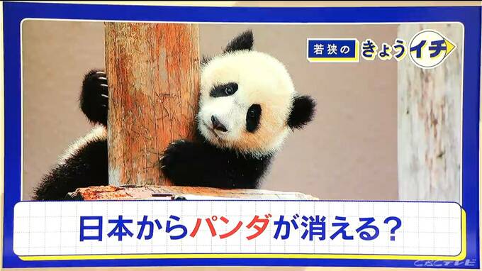 日本からパンダが消える？来年1月から｢ゼロパンダ｣状態に…パンダが再び日本に来るのが厳しい“3つの理由”も　|　名古屋・愛知・岐阜・三重のニュース【CBC news】 | CBC web
