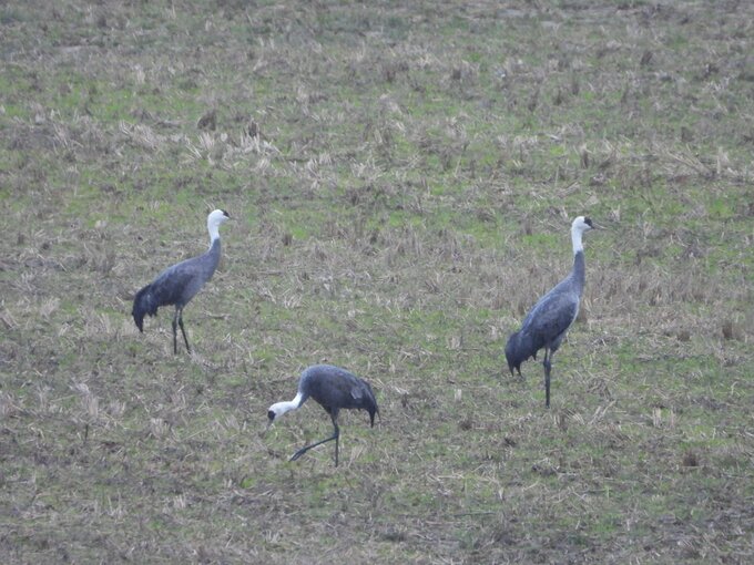 本州唯一のナベヅルの越冬地・山口県周南市に新たに３羽飛来　合計７羽に　|　山口のニュース・天気・防災｜tys NEWS｜ｔｙｓテレビ山口