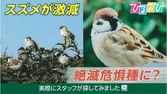 なぜ？「スズメ」が激減 “絶滅危惧種”に？スタッフが都内で探してみた【ひるおび】|TBS NEWS DIG