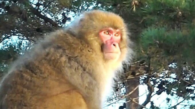 住宅街に「サル」警察などが捕獲試みるも逃走…　見つけても刺激せずに市に連絡を　青森県弘前市　|　青森のニュース│ATV NEWS│青森テレビ