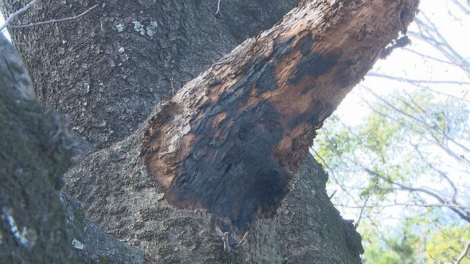 火の気のない緑地帯で木が燃える 不審火の可能性も 大分　|　大分のニュース｜OBS NEWS｜大分放送