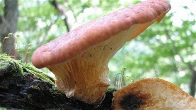 知人にもらった野生のキノコ　食べた家族3人が食中毒　原因は毒キノコのツキヨタケ　|　山梨のニュース | ＵＴＹテレビ山梨