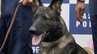 行方不明の高齢男性を20分で発見！警察犬に表彰状と犬用ガムが贈られる　所持品のにおいをたどって警察官を誘導　|　福岡のニュース｜RKB NEWS｜RKB毎日放送