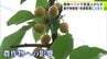 “ヤマセ”の影響で気温上がらず　八戸市では最高気温が2日32℃→4日17.4℃　下北と三八上北には「低温注意報」　南部町で佐藤錦やジュノハートなど生産の果樹園の園主は不安募らせる「実割れとても心配」　|　青森のニュース│ATV NEWS│青森テレビ