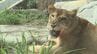 動物たちも暑い！　沖縄こどもの国で「アイス祭り」　|　沖縄のニュース｜RBC 琉球放送