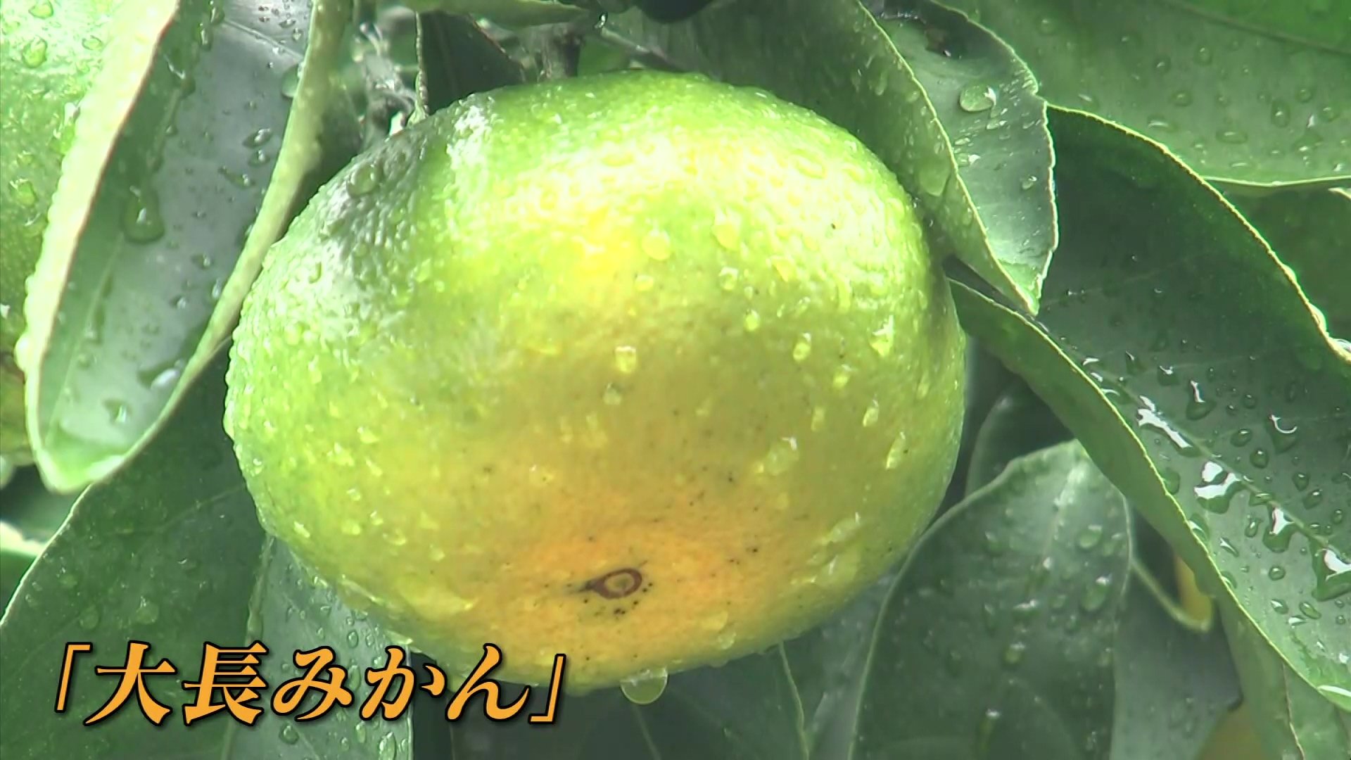 大 長 みかん