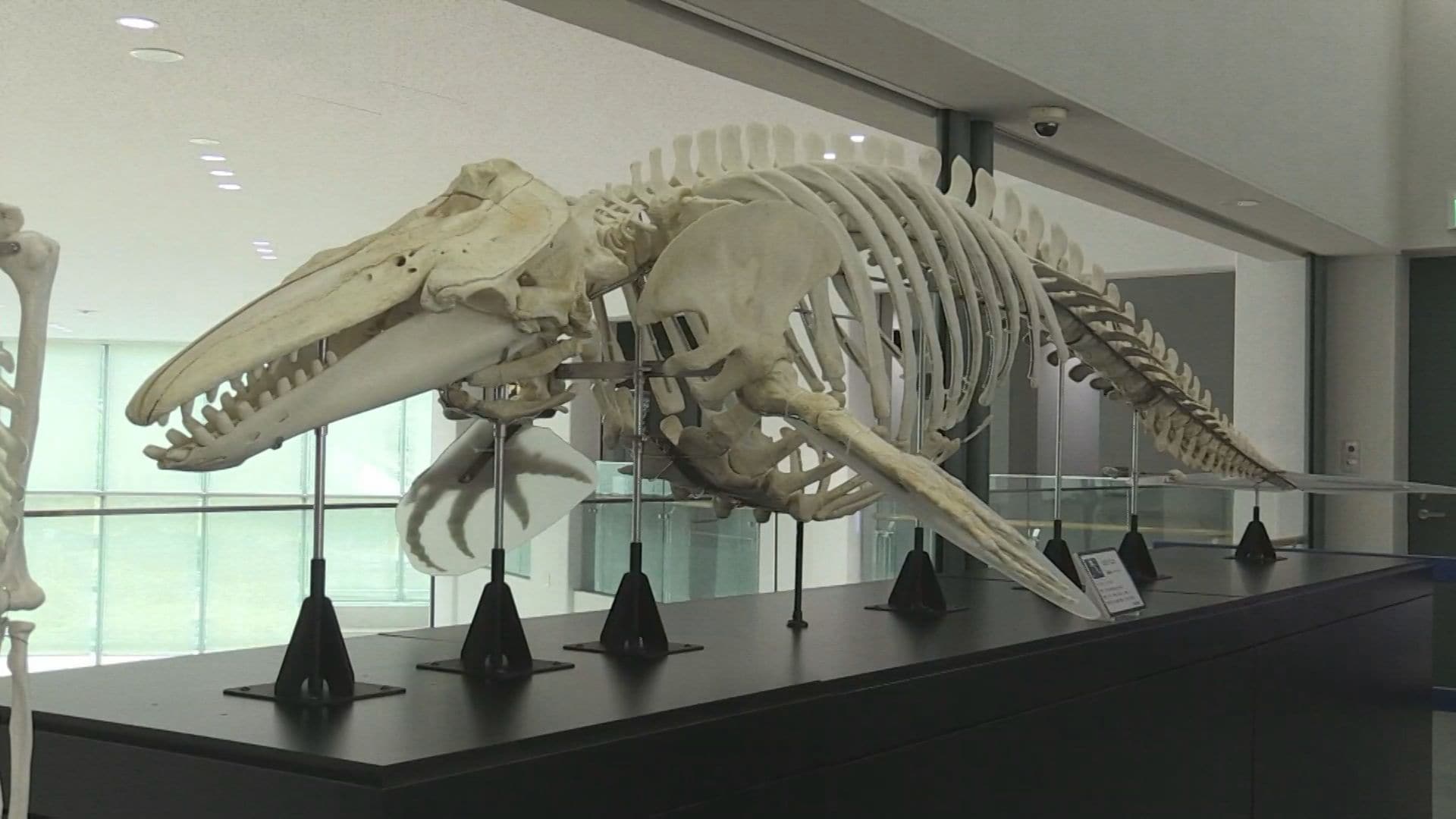 シロイルカの骨格標本も 「うみのほねほねミュージアム」 しまね海洋館