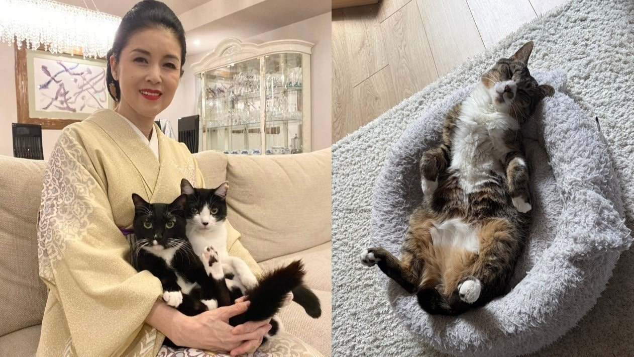 ねこ 】藤あや子「じゃこ天がウチの子1周年」ついに〝3猫会談に初めて