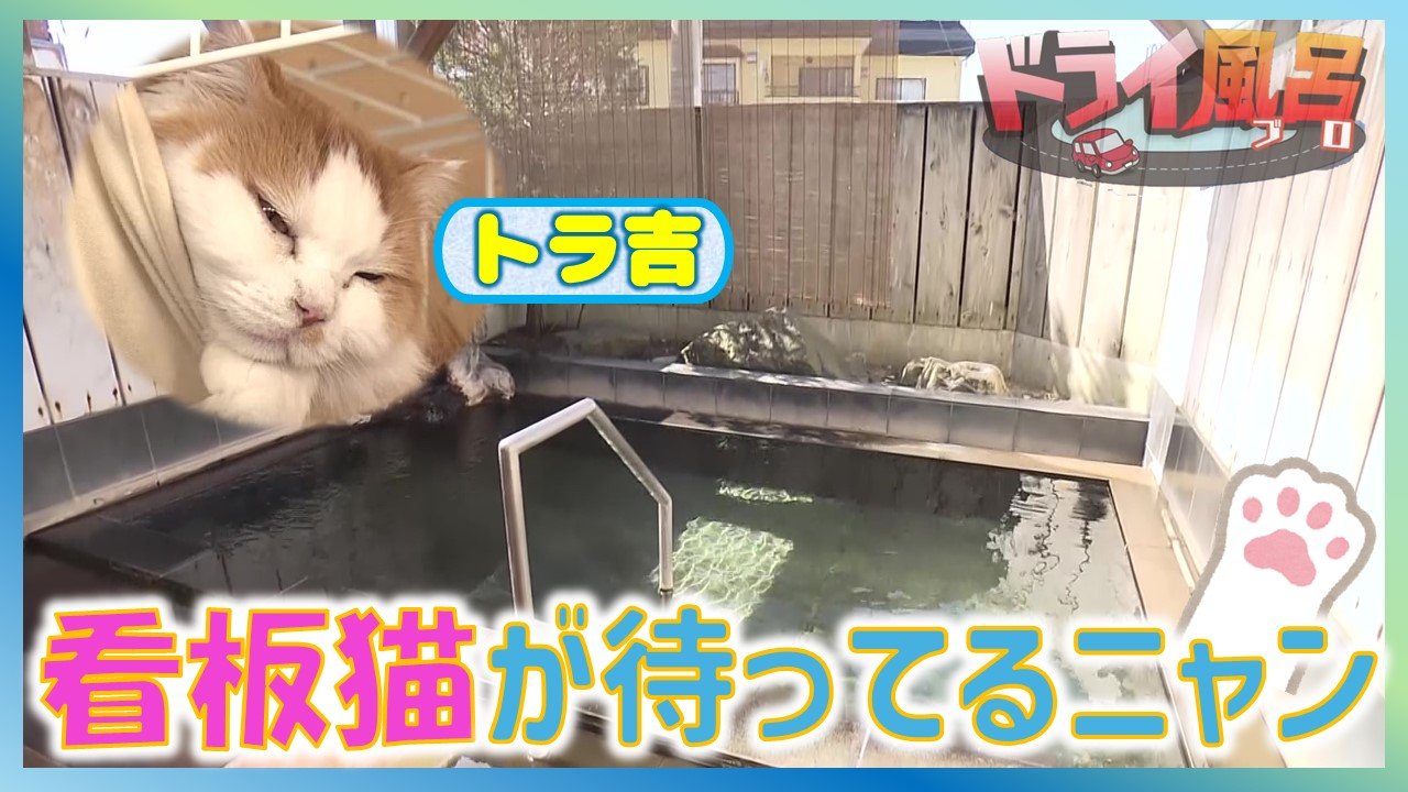 動画配信中】“看板猫”の「トラ吉」と「ライ丸」がお出迎えしてくれる