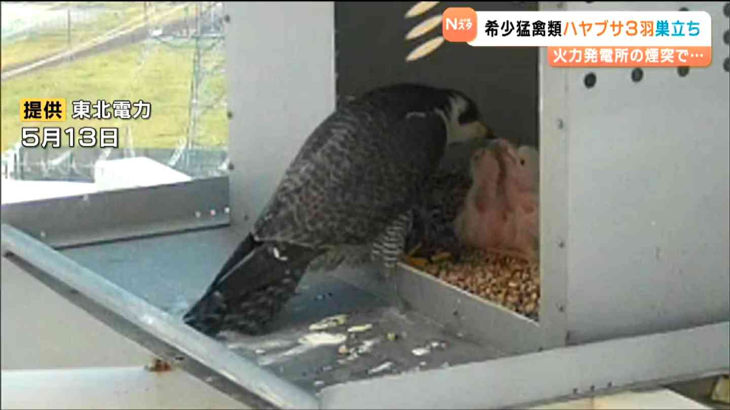火力発電所の煙突生まれの”火の鳥”ハヤブサ 専門家「安全な繁殖場と