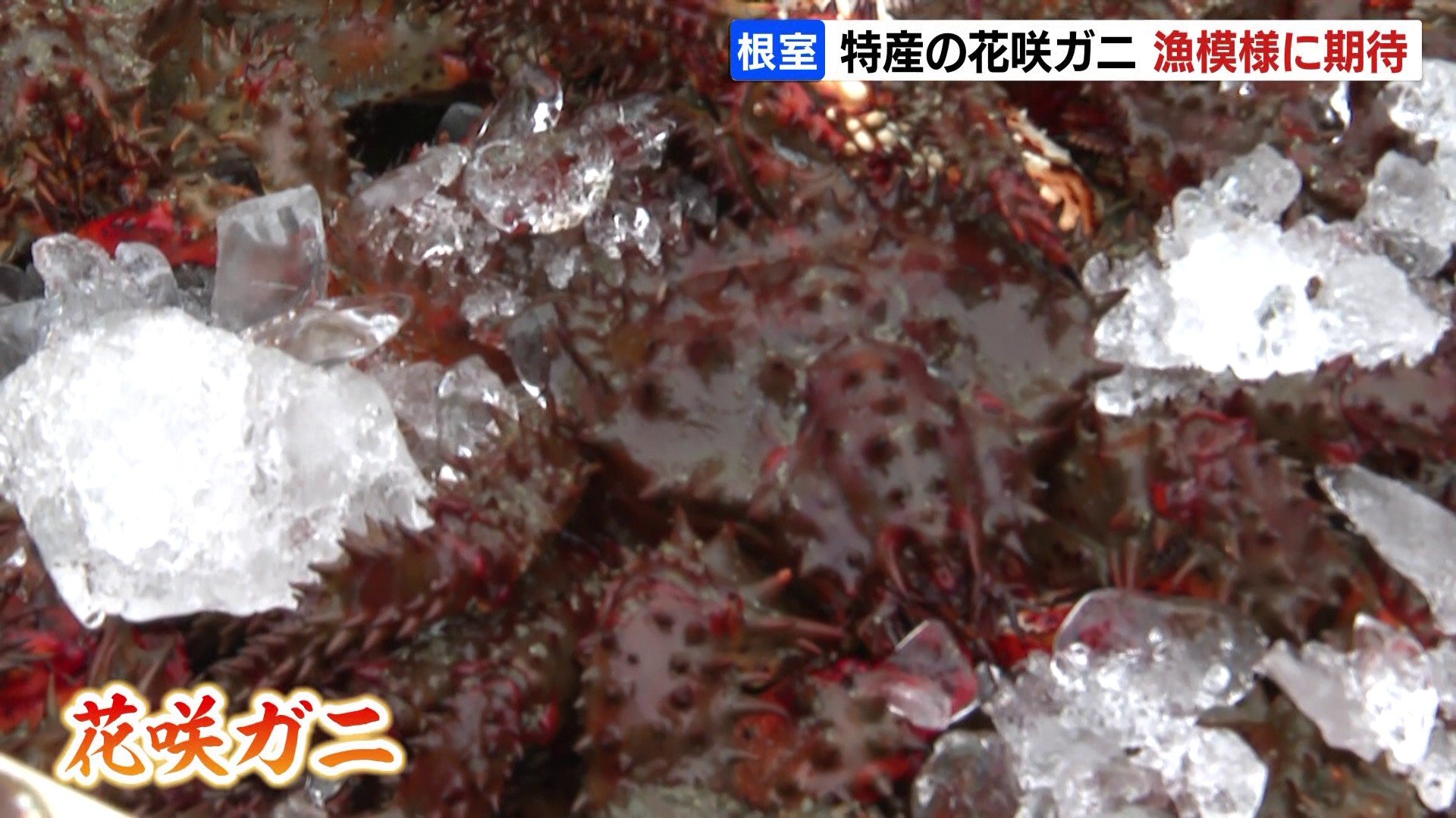 根室特産「花咲ガニ」漁解禁 2024年の不漁⇒水揚げ量増える 1杯1500円