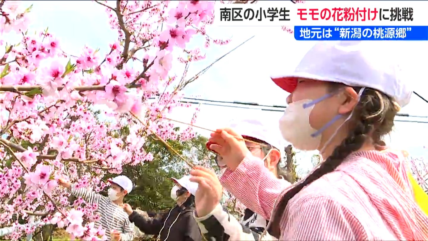 桃源郷』の児童たち モモの花粉付け体験 6月には袋掛けにも挑戦！地元